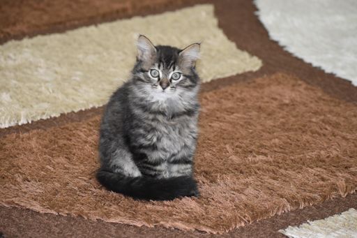A cute, fluffy cat sitting on a soft carpet