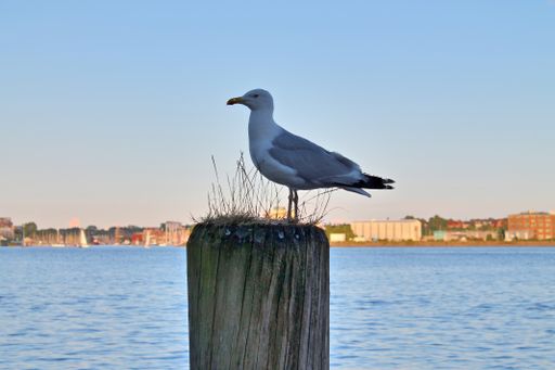 A selective focus shot of a gull  against the background of the sea and city