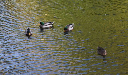A high angle shot of mallard ducks with yellow beak  swimming on the lake