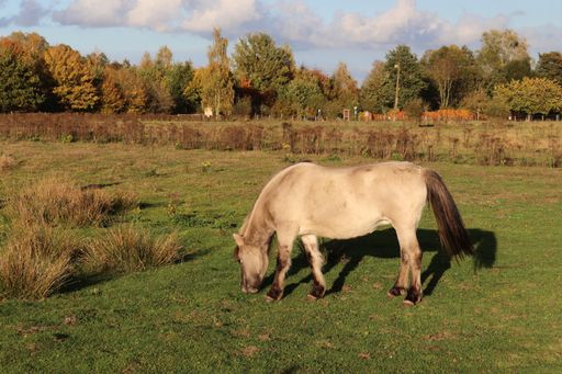 A beautiful shot of white horse grazing on a green lush field