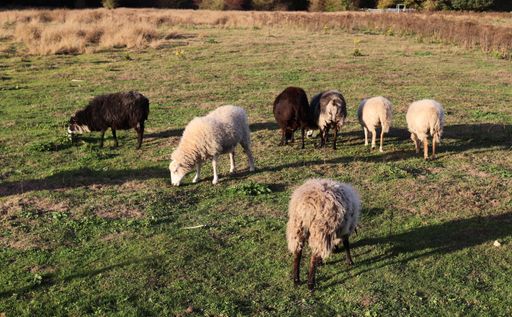A herd of sheep grazing on a green lush field under a sunlight