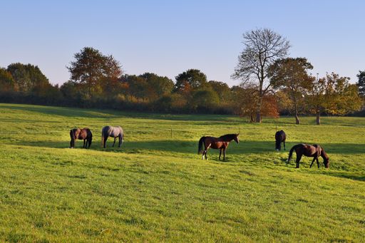 A beautiful scenery of horses grazing on a green lush field under a blue sky