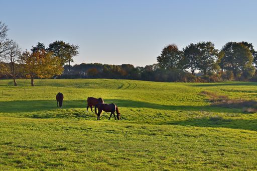 A beautiful scenery of horses grazing on a green lush field under a blue sky