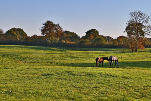 A beautiful scenery of horses grazing on a green lush field under a blue sky