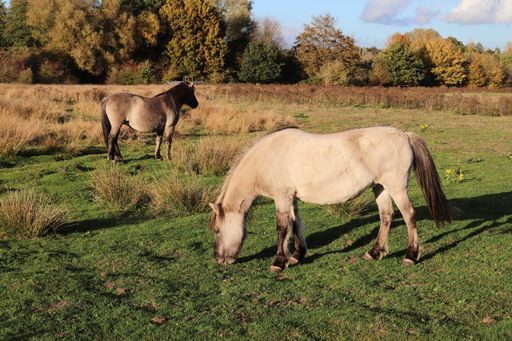 A beautiful shot of white horses grazing on a green lush field under a sunlight