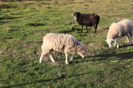 A herd of sheep grazing on a green lush field under a sunlight