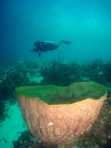 An underwater shot of a diver in the sea
