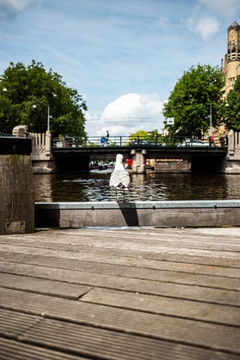 A vertical shot of a beautiful Seagull standing and looking to the river