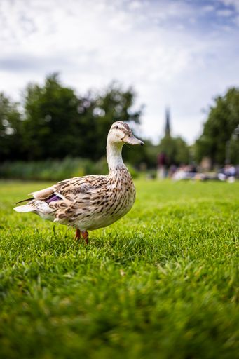 A vertical shot of a beautiful duck standing on grass with blurred background