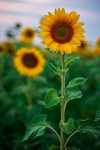 A vertical shot of a sunflower in a field under the sunlight with a blurry background