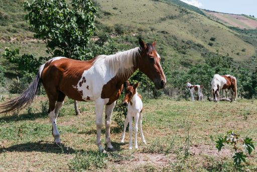 A horizontal view of brown and white horse with the baby in a forest