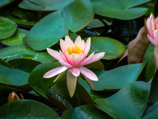 A high angle shot of pink water lilies on a lake during the day
