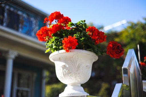 A closeup shot of beautiful red garden roses in a white ceramic vase in the park
