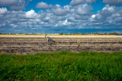 A Grey heron in the Garden of Europe. Keukenhof, Lisse, Netherlands