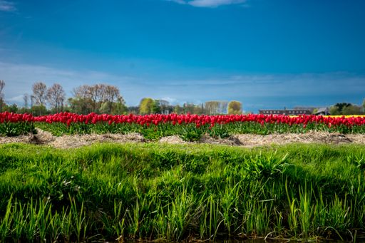 The red tulip flowers in the field on a spring day in Lisse, Keukenhof gardens, Netherlands