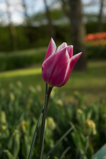 A purple and white tulip in the Garden of Europe. Keukenhof, Lisse, Netherlands
