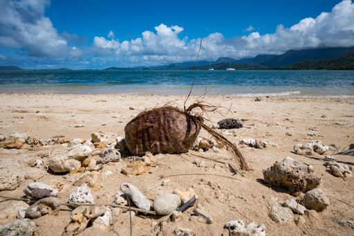 A closeup shot of a coconut on a sandy beach with blue sea and sky background in  Oahu Hawaii