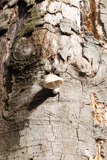 The wild white mushroom with cap growing out of a tree