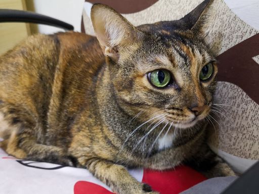 A closeup of the patterned brown green-eyed cat laying on the chair