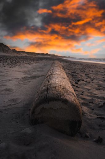 A vertical shot of a cut tree at a beach under the colorful cloudy skies