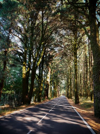 A vertical shot of a long highway surrounded by tall trees.