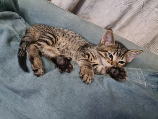 A closeup shot of a European shorthair lying on the blue sofa and enjoying his rest