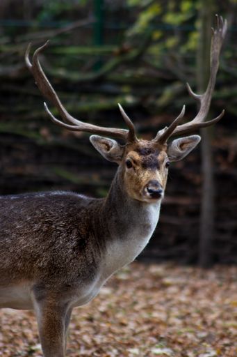 A selective focus shot of a Thorold's deer standing in the forest in autumn