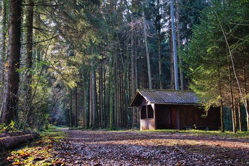 A beautiful shot of a house located in the middle of the forest