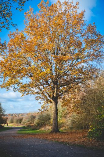 A vertical shot of a tree covered in yellow leaves in a forest in autumn