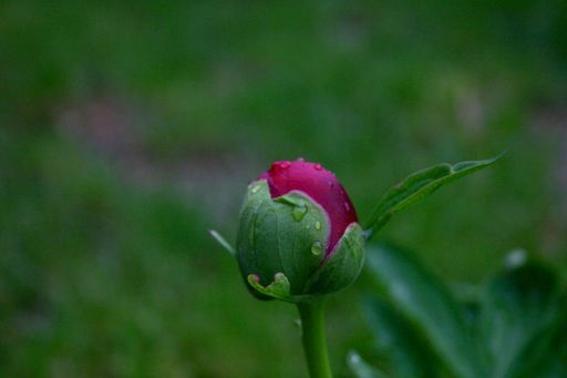 A closeup shot of a peony bud with raindrops