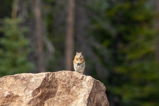 A beautiful shot of a small squirrel on a rock in a forest during the day
