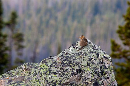 A beautiful shot of a small squirrel on a rock in a forest during the day