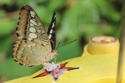 A white-spotted brown butterfly on a painted red flower