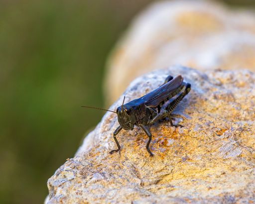 A closeup shot of a black grasshopper on a rock