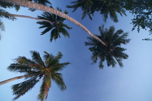 A low angle shot of tall palm trees in a blue sky