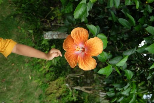 A closeup shot of a hand reaching to an orange Hibiscus flowe