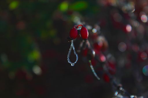 A macro of berries covered with frost after heavy rain with a blurry background