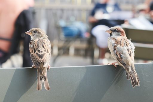 A closeup shot of two sparrows sitting on a gray surface against a blurred background