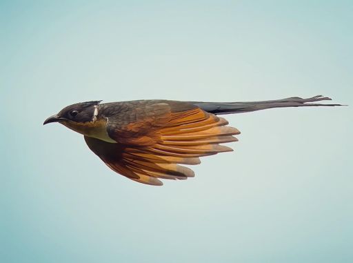 A bird flying in the sky with open feather and blurred background
