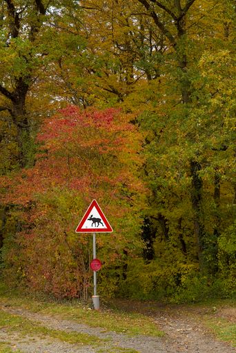 A vertical shot of a moose caution sign in the foreground of forest with autumn colored trees