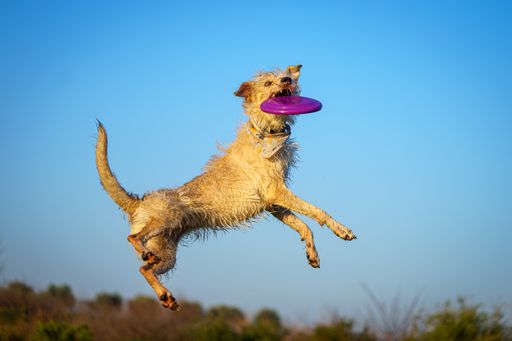 A cute dog jumping and catching a plate in the air