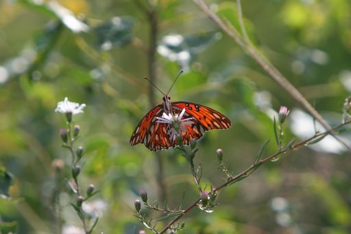 A selective focus shot of an orange butterfly on a flower