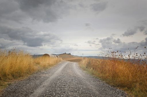 A horizontal view of an empty path surrounded by dried plants and foliage under the cloudy sky