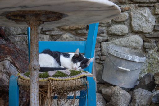 A view of a cute black and white cat sleeping in a blue wooden chair in front of an old wall