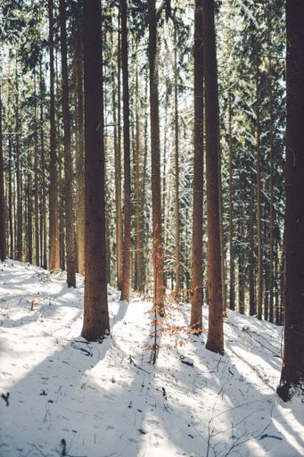 A vertical shot of trees trunks in a snowy forest in a sunny winter day in Slovakia