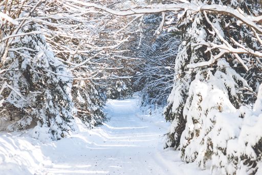 A walking road covered with ice in a snowy forest of a pine trees in a sunny winter day in Slovakia