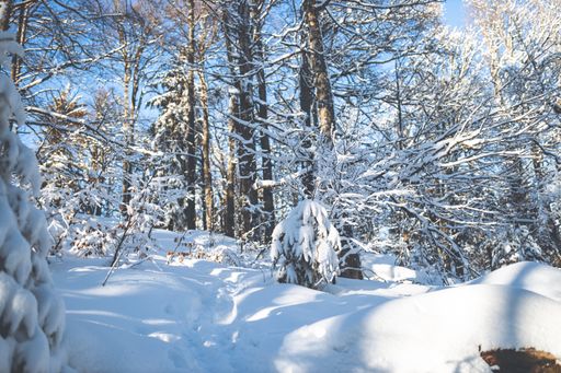 a vertical shot of a beautiful winter scenery of a snowy forest with snow covered trees in a sunny winter day in Slovakia