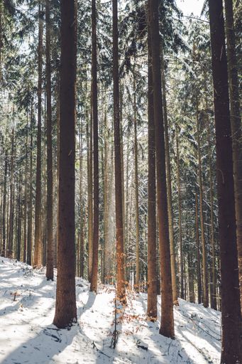Beautiful landscape of tree trunks in a snowy forest in a sunny winter day in Slovakia