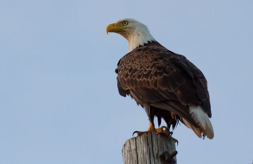 A big bald eagle perched on a wooden pole against the blue sky