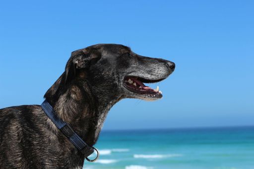 A selective focus shot of a Mongolian mastiff black dog from its side profile on the beach